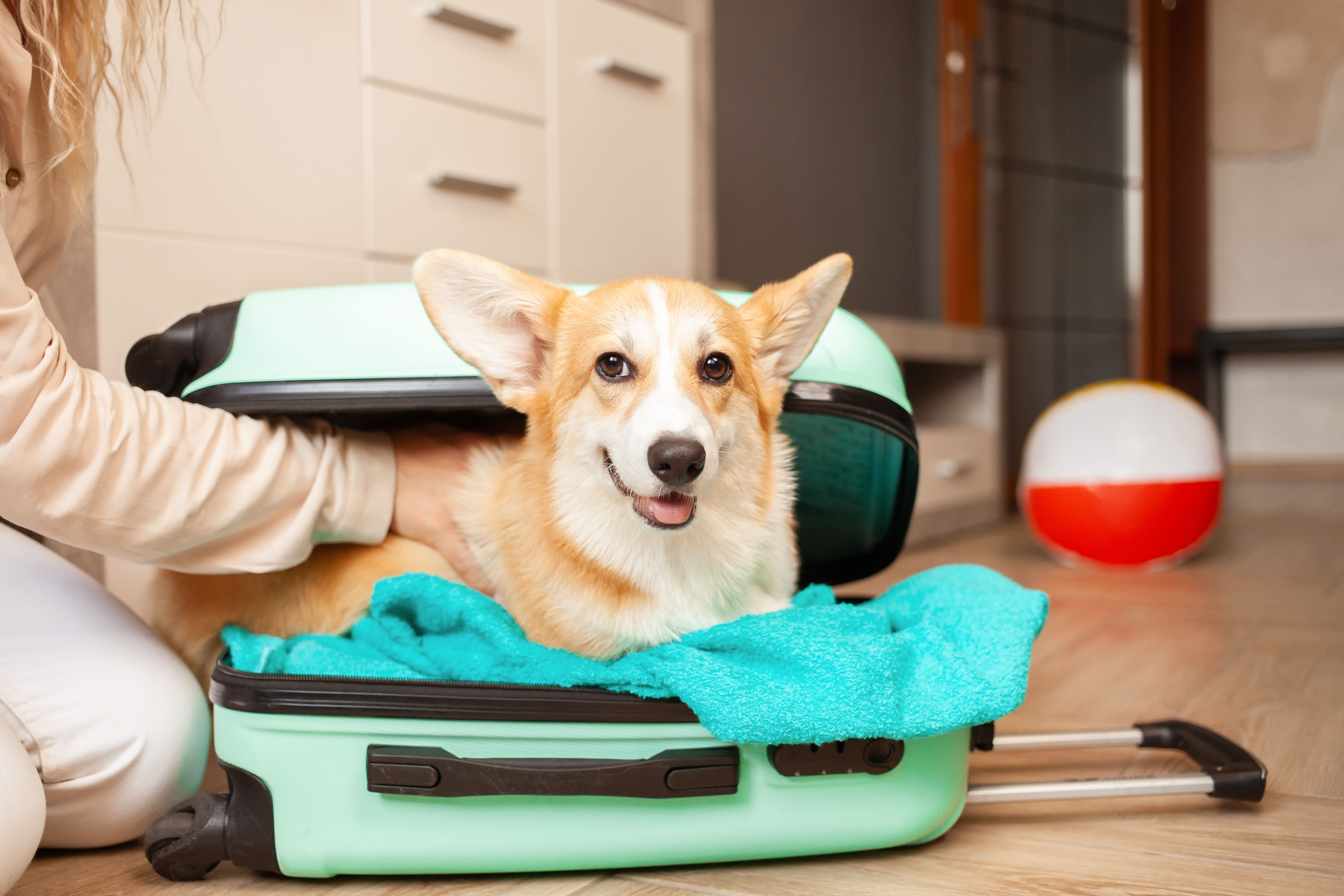 Pet Gear Rentals