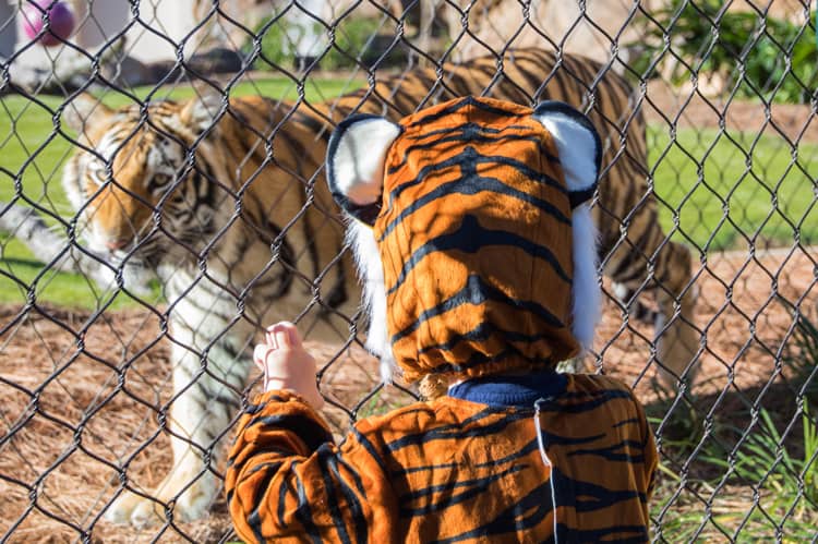 Boy In Tiger Cosutme Looking At Real Tiger For Halloween At The Zoo