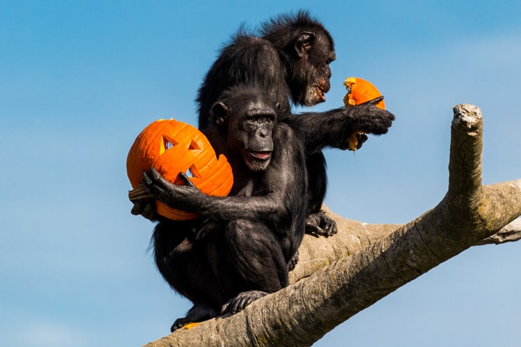 primates holding pumpkings for halloween at the zoo