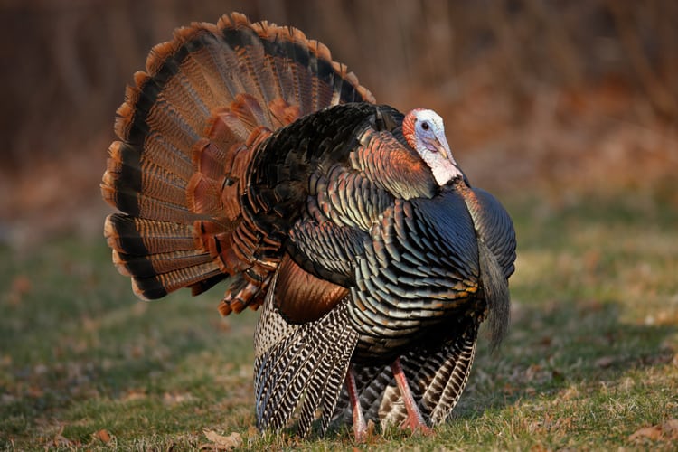 Thanksgiving Facts About Turkeys