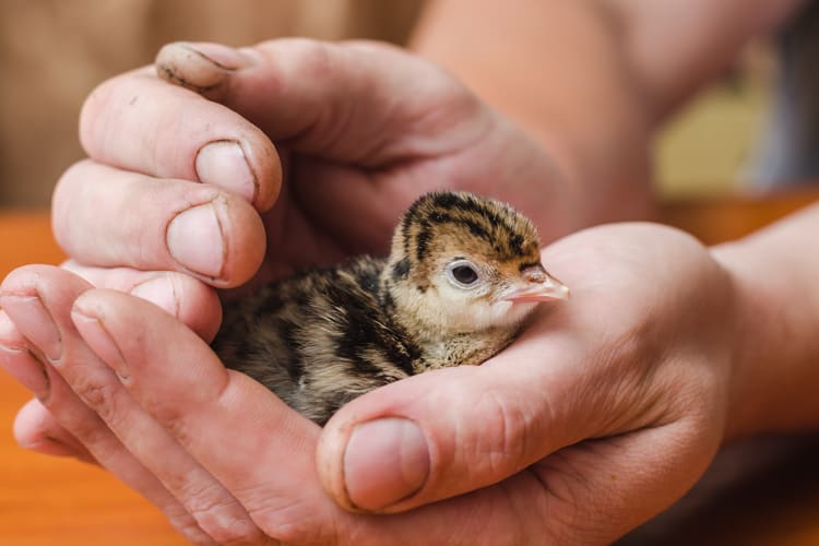 Thanksgiving Facts About Baby Turkeys
