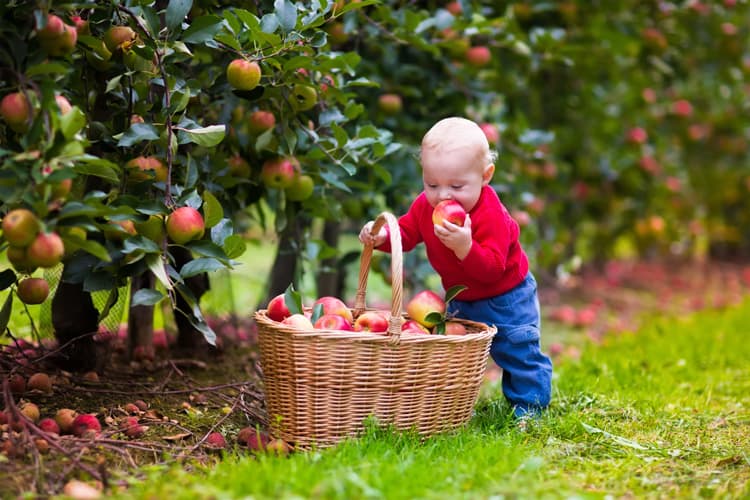 Family Fun Picking Apples