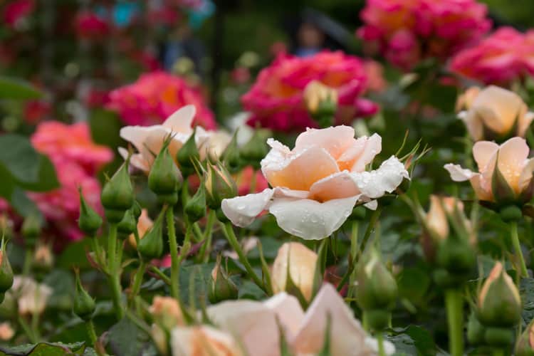 Rose Garden In Los Angeles