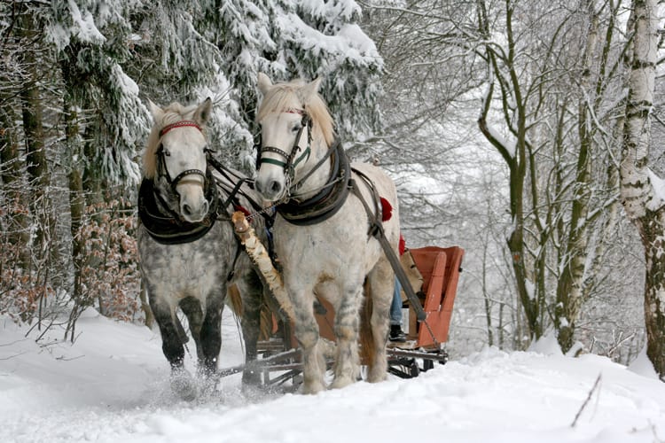 Horse Drawn Sleigh Rides