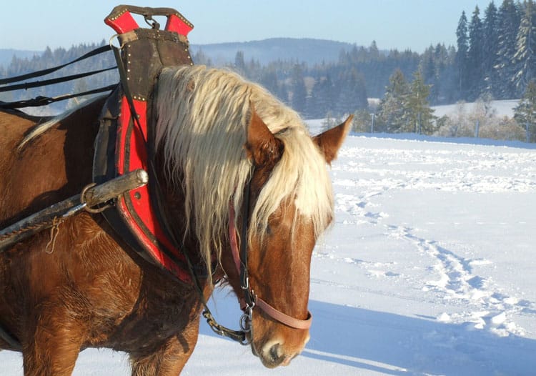 {Updated} Get Outside With These Family-Friendly Sleigh Rides