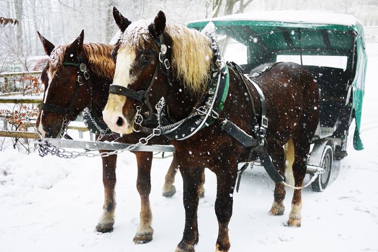 Horse Drawn Sleigh Rides