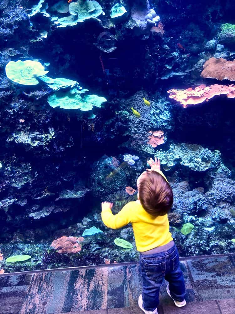 georgia aquarium in atlanta
