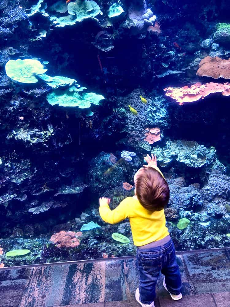 Georgia Aquarium In Atlanta