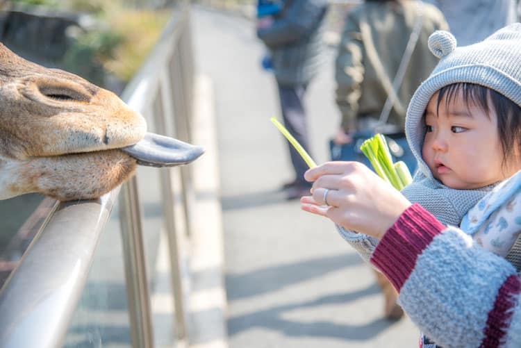 dallas zoo