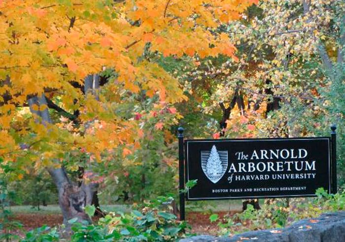 arnold arboretum in boston
