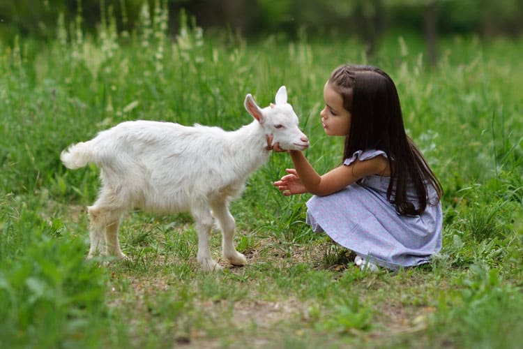 Girl With Goat Denver Colorado