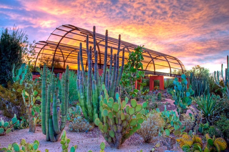 Desert Botanical Gardens, Phoenix Arizona
