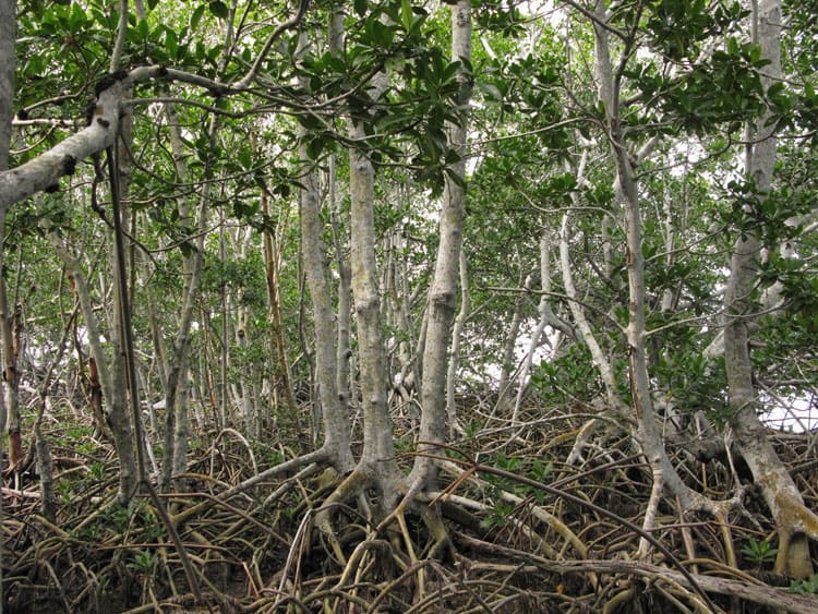 Everglades National Park Mangrove Trees