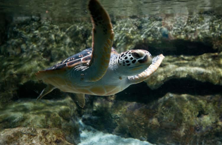 Sea Turtles In Maui