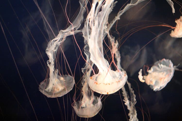 Jellyfish At Vancouver Aquarium