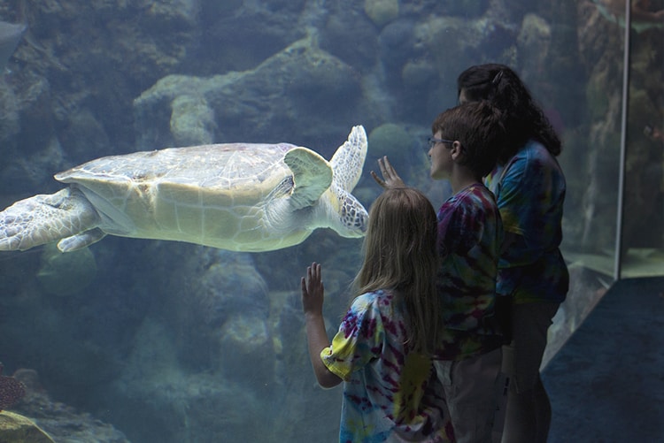 Family Looking At Sea Turtle At Florida Aquarium