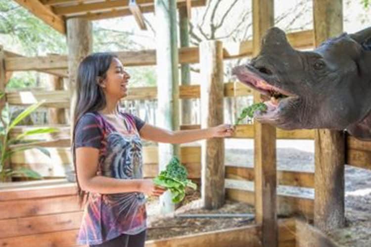 Woman Feeding Rhino At Zootampa