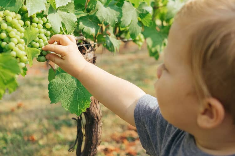 Child Picking Grapes In Napa Valley