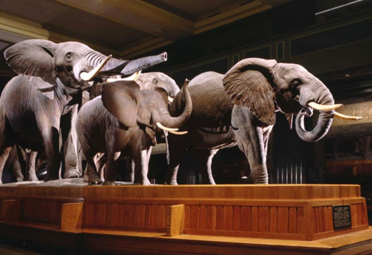 Elephant Display At The American Museum Of Natural History