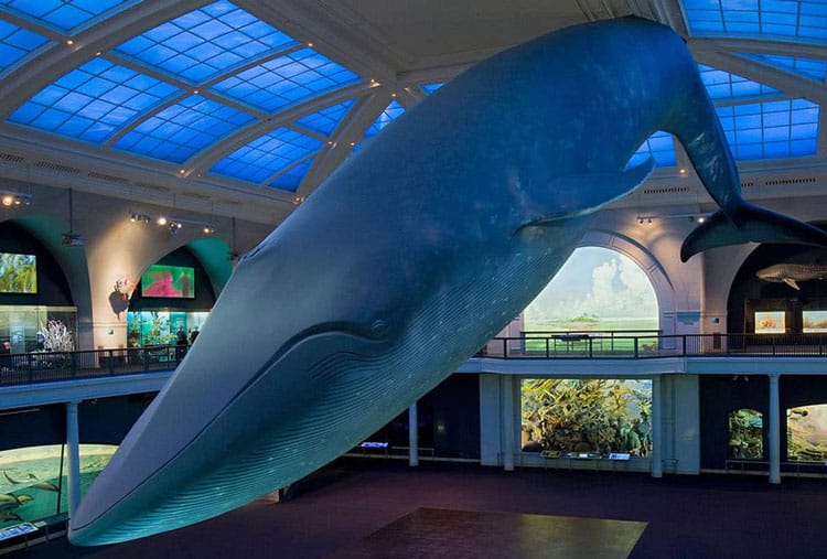 Blue Whales At The American Museum Of Natural History