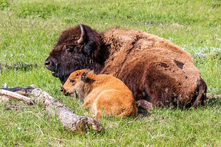 Mother And Baby Bison