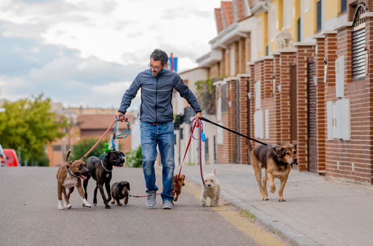 Man Walking Dogs For A Side Hustle