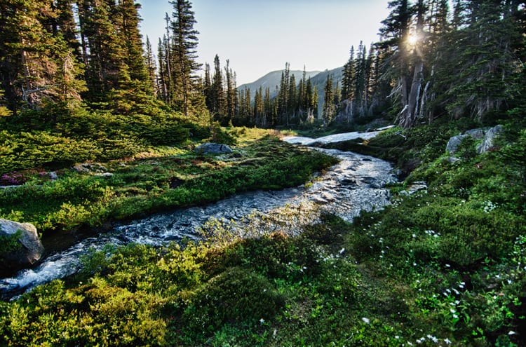 River Running Through The Forest