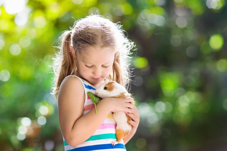 Girl Holding Pet Guinea Pig