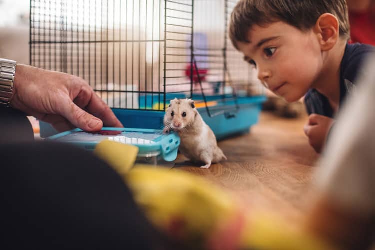 Boy Playing With Pet Hamster