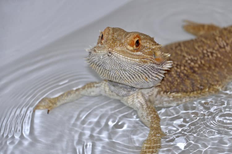 Pet Bearded Dragon