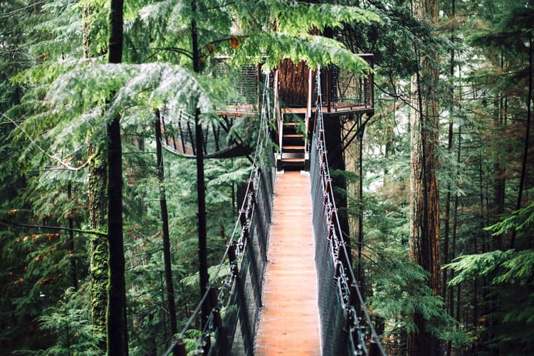 Best Tree House Rentals