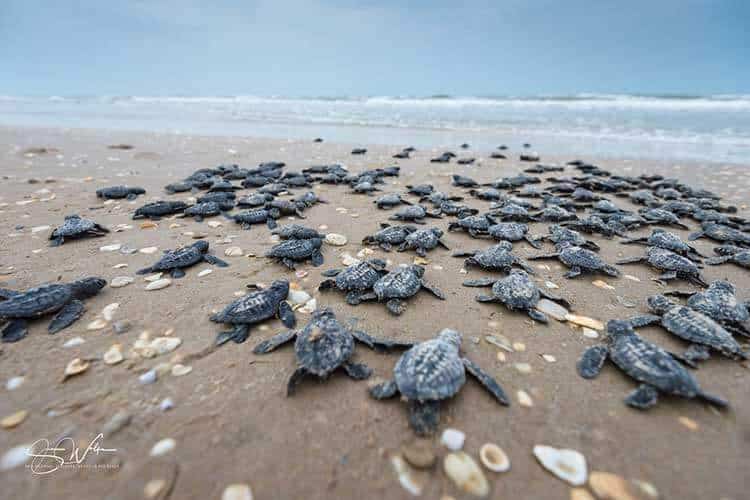 Padre Island National Seashore