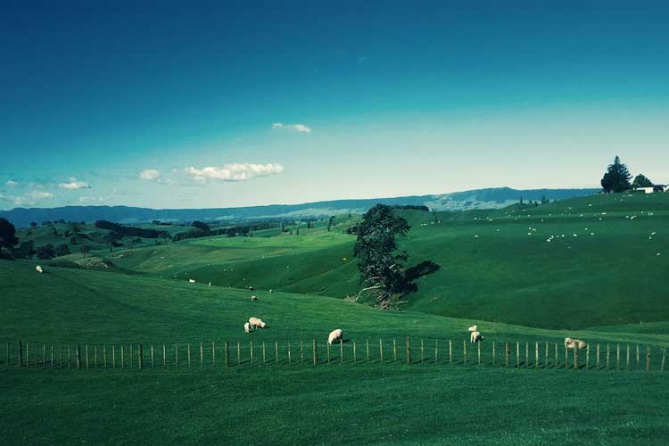 3 New Zealand Farms Your Family Will Love