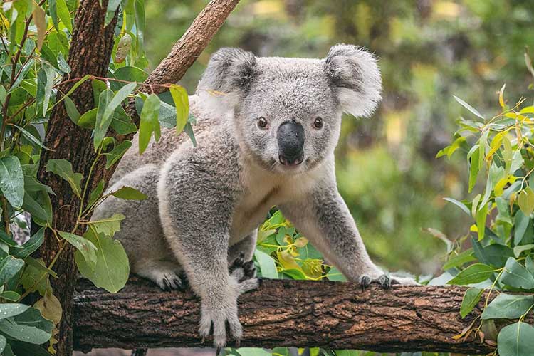 Must-See Exhibits And Animals At Taronga Zoo
