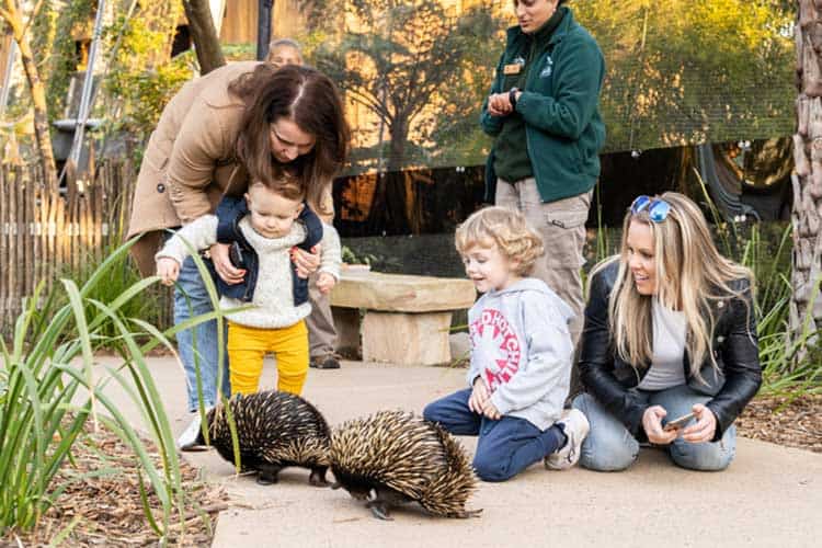 Essential Baby Gear For Your Taronga Zoo Visit