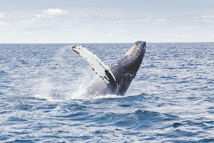 Things To Know About Humpback Whales