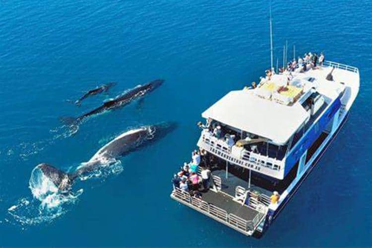 Tasman Venture Half-Day Whale Tours