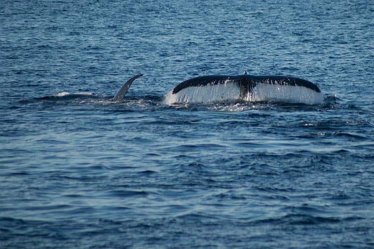 Whale Watching In Provincetown Or Hyannis