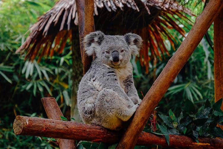 Is It Illegal To Hold A Koala In Australia?