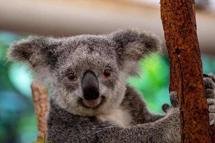 Can I Hold A Koala In The Us?