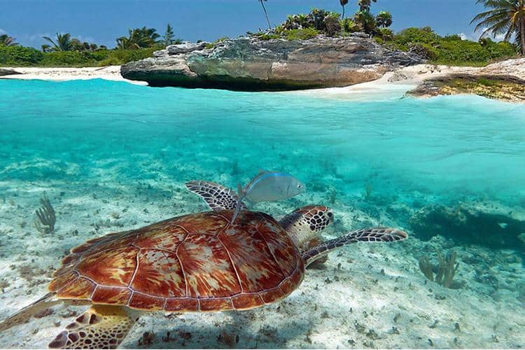 Best Kid-Friendly Spots For Snorkeling With Kids In Mexico