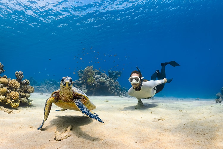 Swim With Turtles