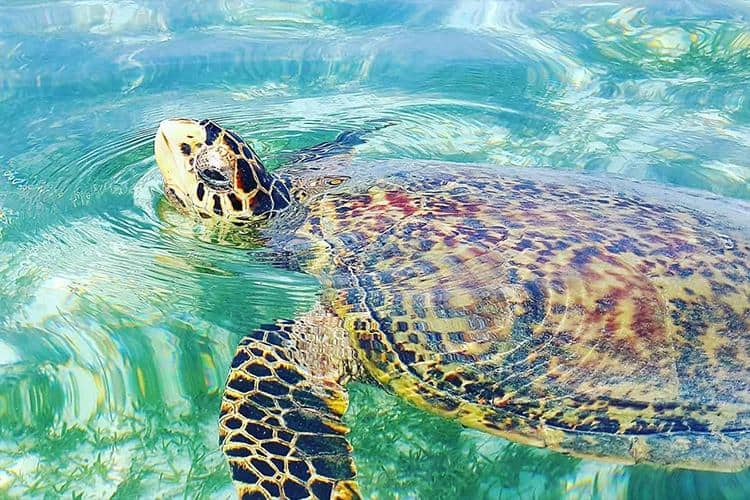 Maldives: Crystal Clear Waters And Bountiful Turtles